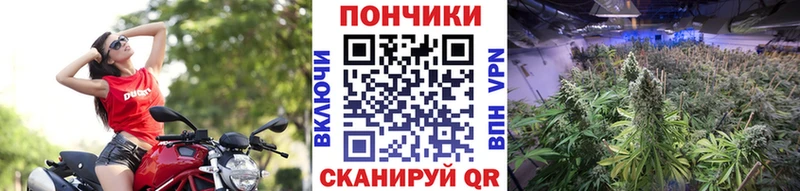 Шишки марихуана планчик  где продают   OMG ссылка  Краснообск 